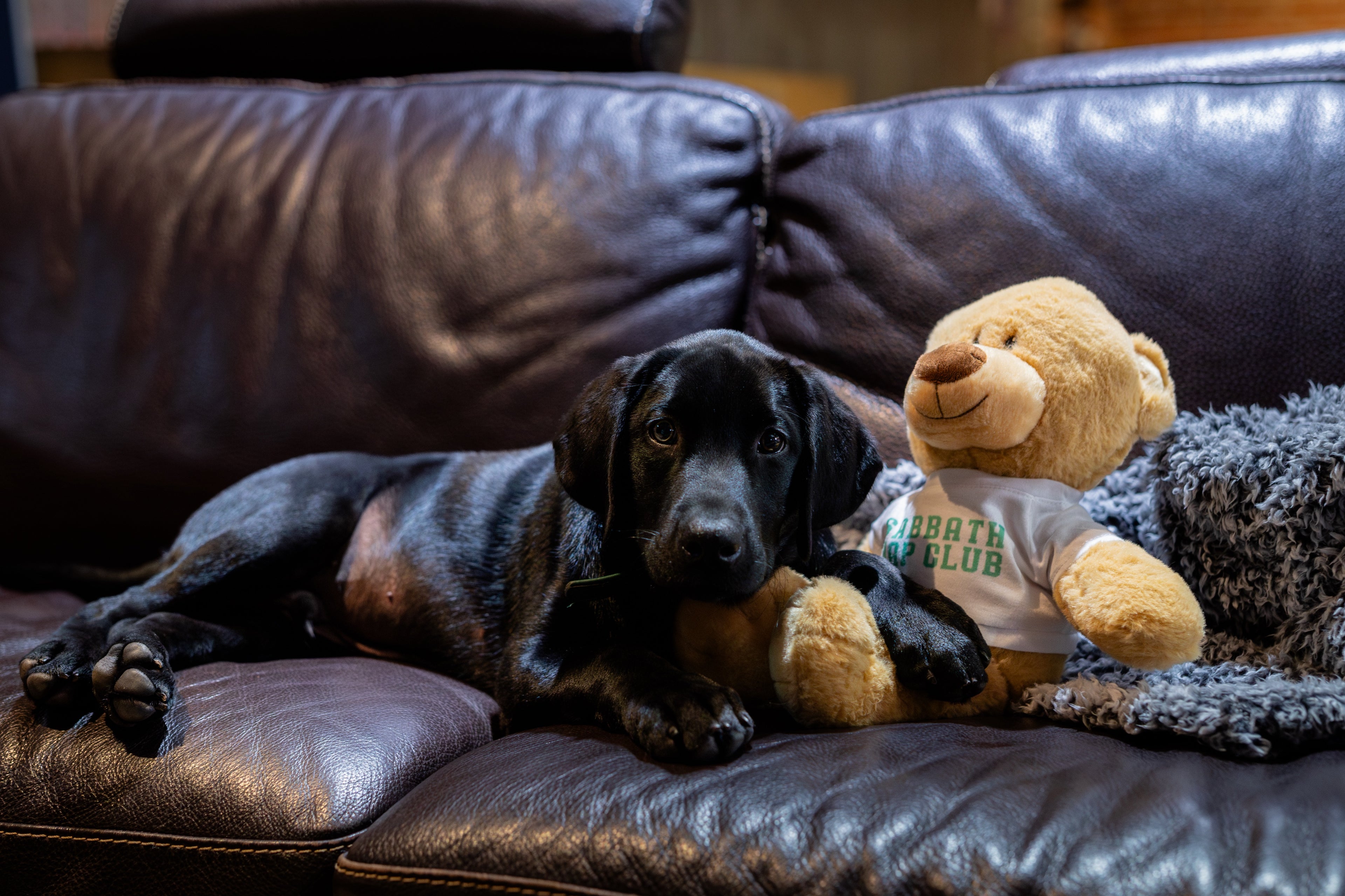 Sabbath Nap Club Teddy Bear